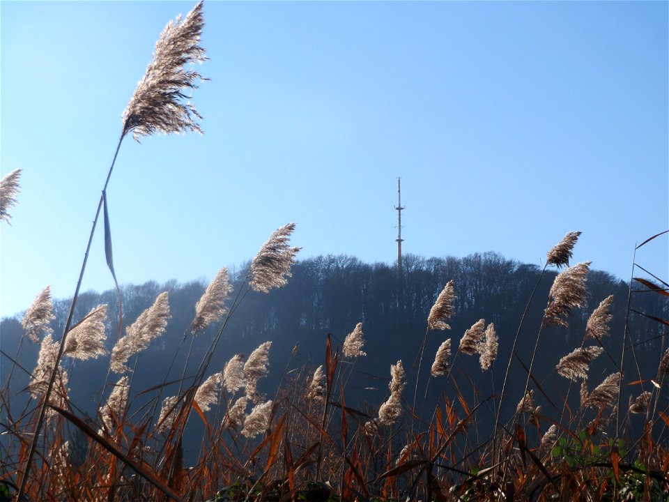 Schilfrohr (Phragmites australis) am Staden in Saarbrücken