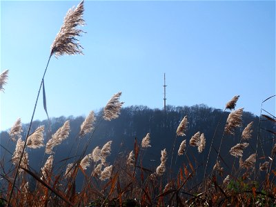 Schilfrohr (Phragmites australis) am Staden in Saarbrücken photo