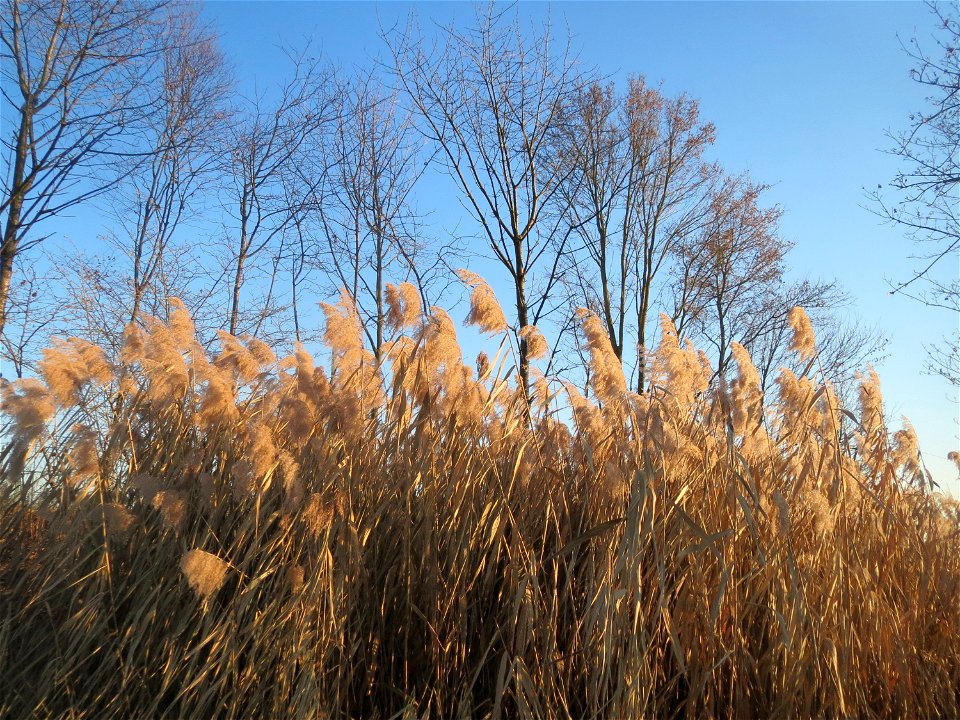 Schilfrohr (Phragmites australis) im Hochwasserrückhaltebecken bei Reilingen