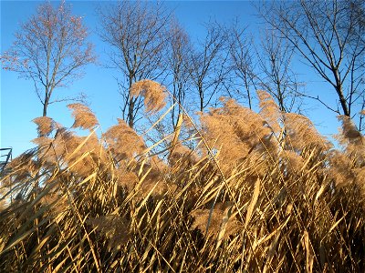 Schilfrohr (Phragmites australis) im Hochwasserrückhaltebecken bei Reilingen