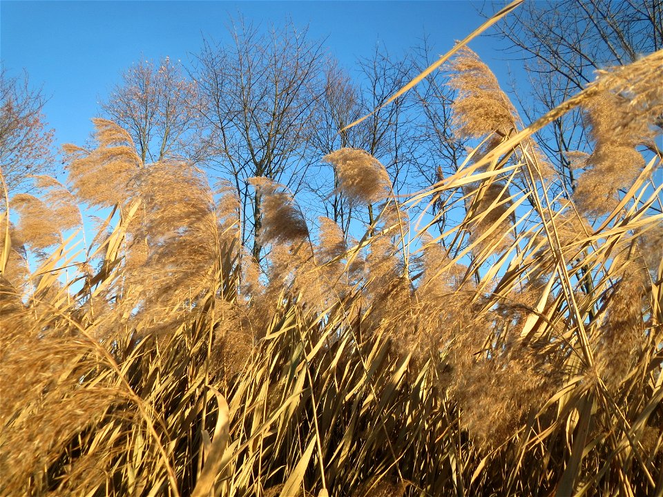 Schilfrohr (Phragmites australis) im Hochwasserrückhaltebecken bei Reilingen