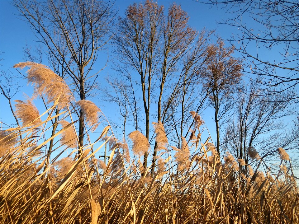 Schilfrohr (Phragmites australis) im Hochwasserrückhaltebecken bei Reilingen