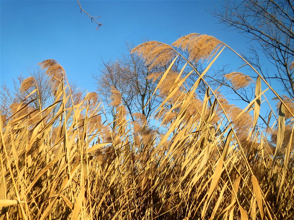 Schilfrohr (Phragmites australis) im Hochwasserrückhaltebecken bei Reilingen