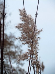 Schilfrohr (Phragmites australis) in Hockenheim