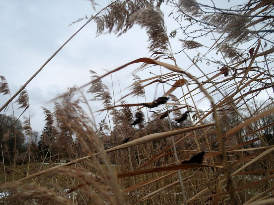 Schilf (Phragmites australis) im Hockenheimer Rheinbogen