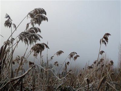 Schilfrohr (Phragmites australis) am Staden in Saarbrücken