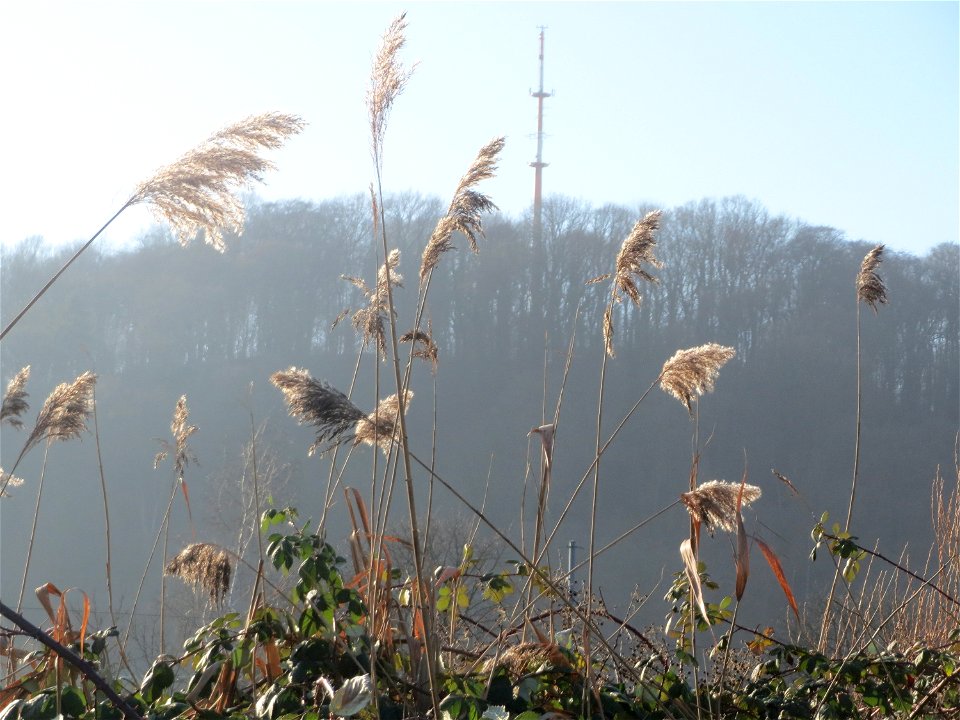 Schilfrohr (Phragmites australis) an der Saar in Saarbrücken