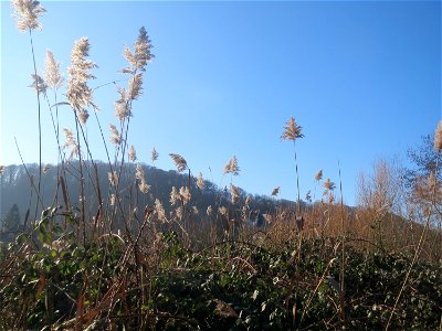 Schilfrohr (Phragmites australis) an der Saar in Saarbrücken photo