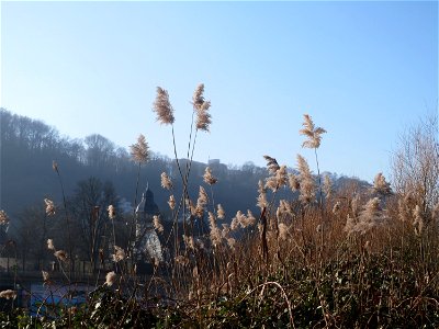 Schilfrohr (Phragmites australis) an der Saar in Saarbrücken photo