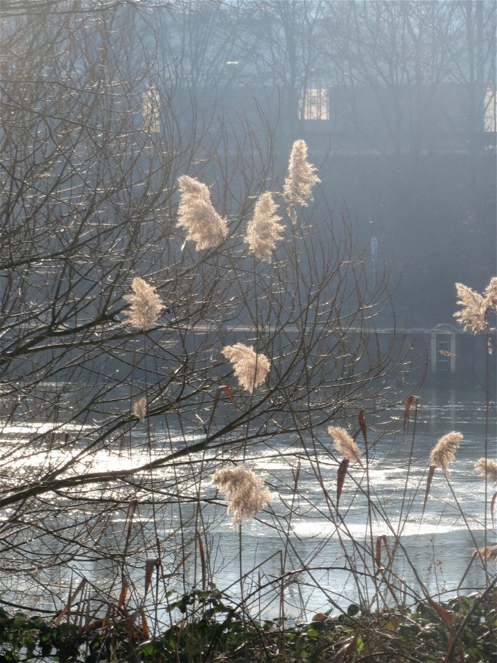 Schilfrohr (Phragmites australis) an der Saar in Saarbrücken