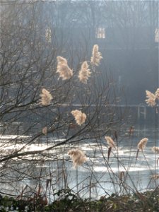 Schilfrohr (Phragmites australis) an der Saar in Saarbrücken photo