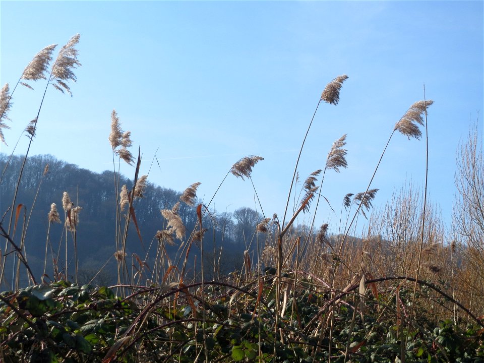 Schilfrohr (Phragmites australis) an der Saar in Saarbrücken