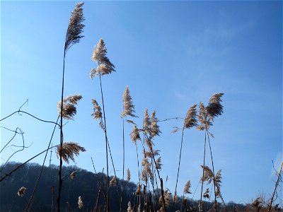 Schilfrohr (Phragmites australis) an der Saar in Saarbrücken photo