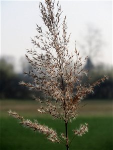 Schilfrohr (Phragmites australis) im Hockenheimer Rheinbogen