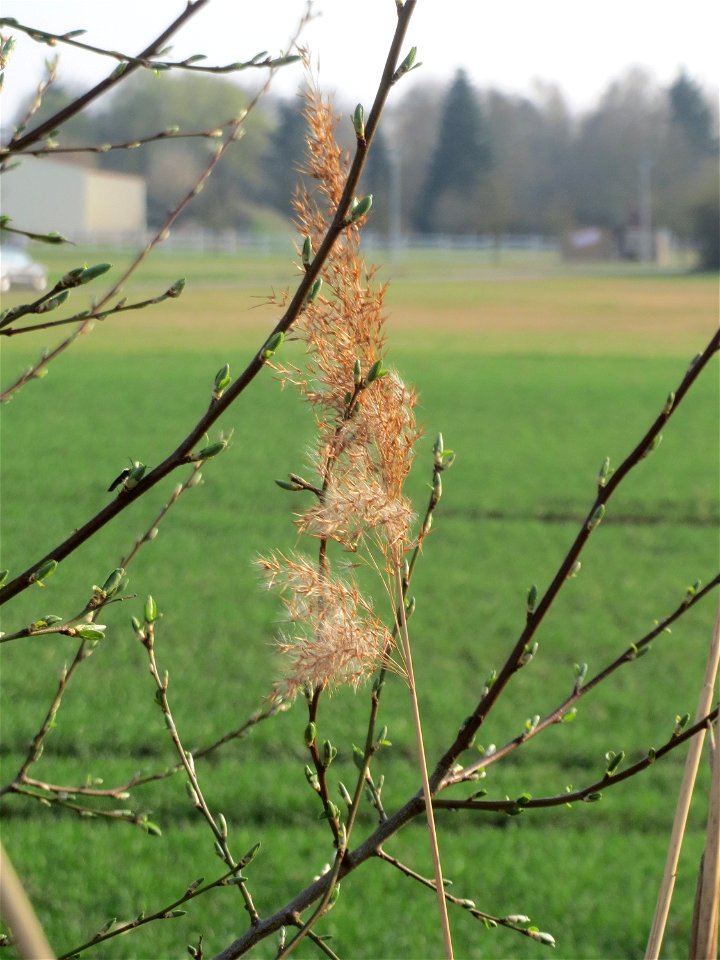 Schilfrohr (Phragmites australis) im Hockenheimer Rheinbogen