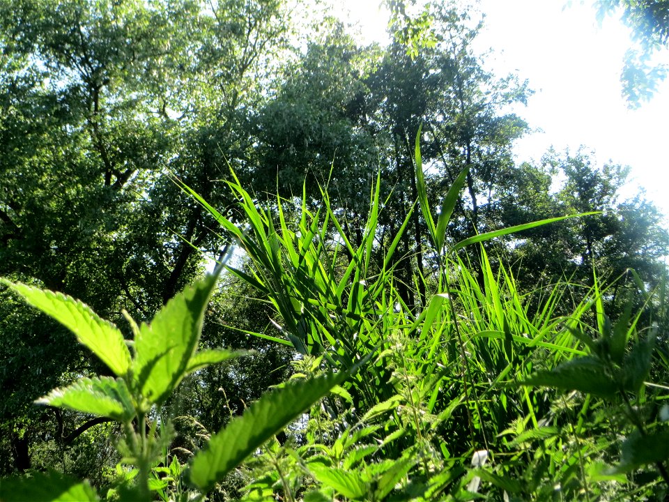 Junges Schilfrohr (Phragmites australis) im Naturschutzgebiet „Marlach“ im Landschaftsschutzgebiet „Hockenheimer Rheinbogen“