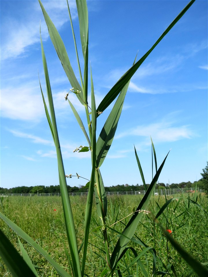 Schilfrohr (Phragmites australis) auf einer Wiese zum Schutz der Haubenlerche beim Dänischen Lager bei Hockenheim