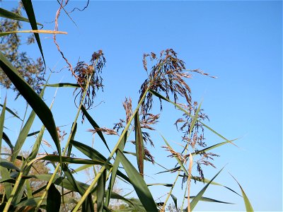 Schilfrohr (Phragmites australis) am Hochwasserrückhaltebecken im Naturschutzgebiet „Bachwiesen/Leopoldswiesen“ im Hockenheimer Rheinbogen