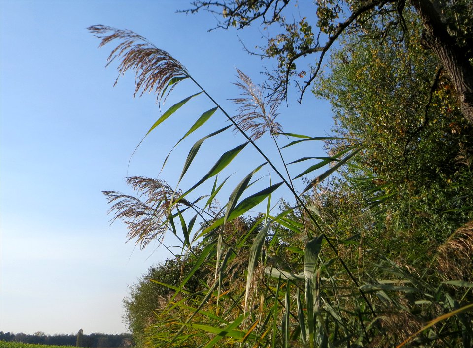 Schilfrohr (Phragmites australis) am Hochwasserrückhaltebecken im Naturschutzgebiet „Bachwiesen/Leopoldswiesen“ im Hockenheimer Rheinbogen