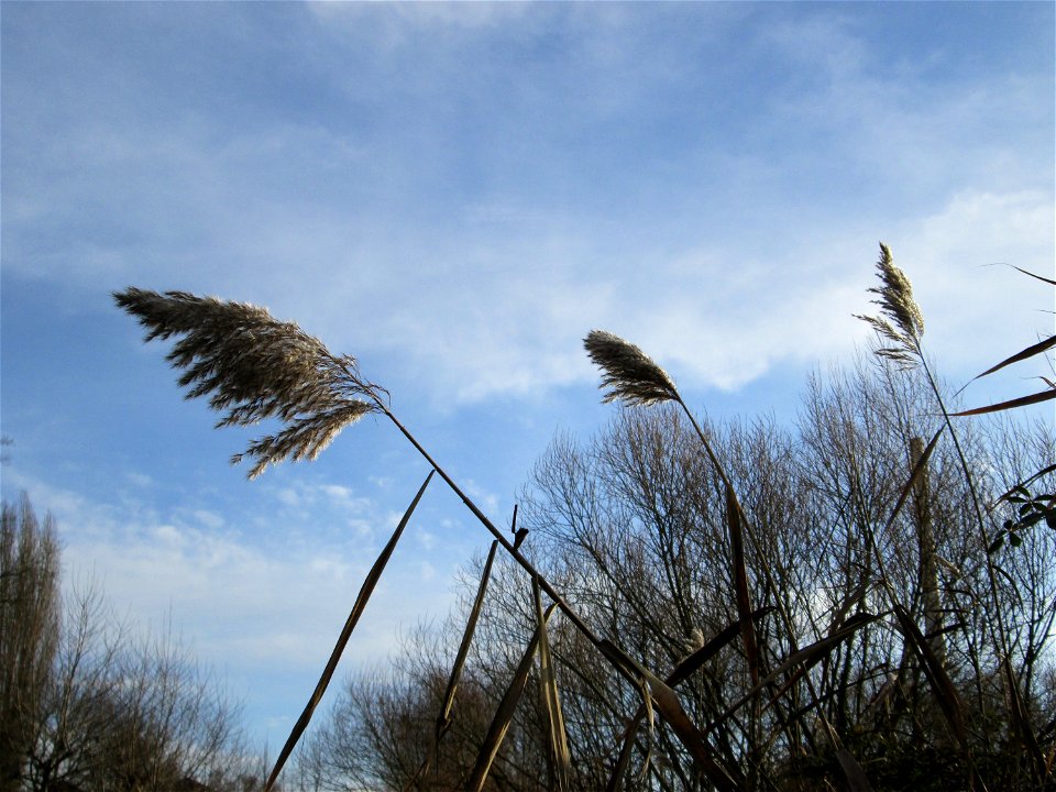 Schilfrohr (Phragmites australis) am Staden in Saarbrücken