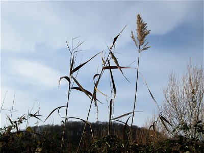 Schilfrohr (Phragmites australis) am Staden in Saarbrücken