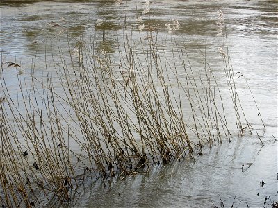 Schilfrohr (Phragmites australis) bei Hochwasser an der Saar in Saarbrücken
