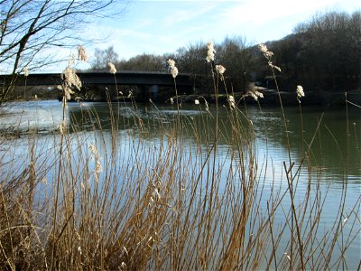 Schilfrohr (Phragmites australis) im Naturschutzgebiet „St. Arnualer Wiesen“