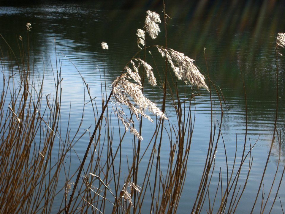 Schilfrohr (Phragmites australis) im Naturschutzgebiet „St. Arnualer Wiesen“