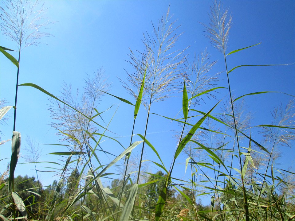 Schilfrohr (Phragmites australis) im Naturschutzgebiet „St. Arnualer Wiesen“