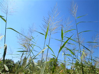 Schilfrohr (Phragmites australis) im Naturschutzgebiet „St. Arnualer Wiesen“