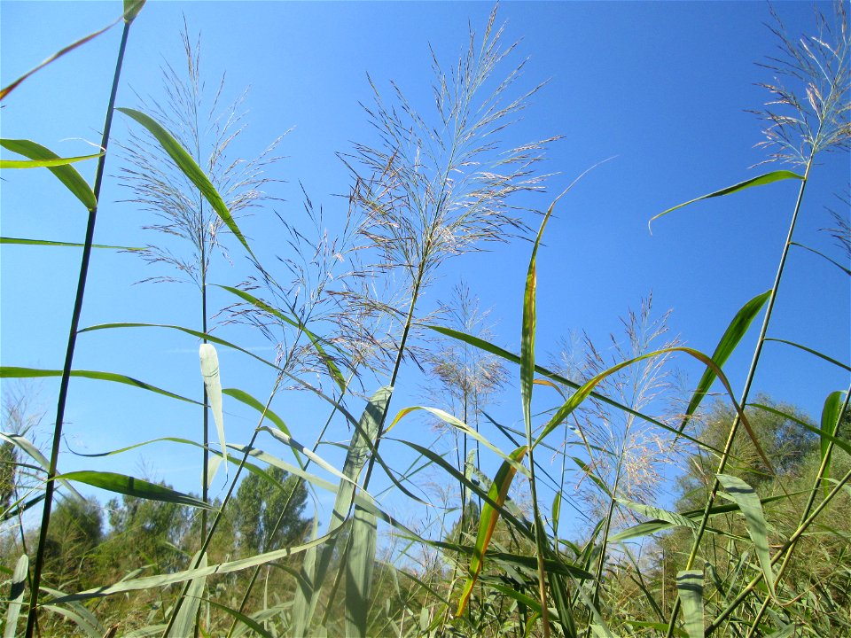 Schilfrohr (Phragmites australis) im Naturschutzgebiet „St. Arnualer Wiesen“