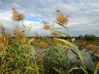 Schilfrohr (Phragmites australis) im Naturschutzgebiet Wagbachniederung