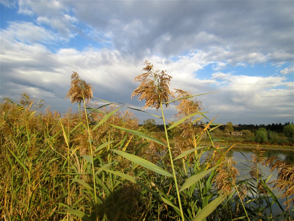 Schilfrohr (Phragmites australis) im Naturschutzgebiet Wagbachniederung - die Wagbachniederung ist das größte zusammenhängende Schilfgebiet im nördlichen Baden-Württemberg