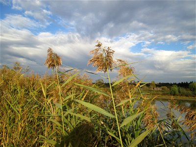 Schilfrohr (Phragmites australis) im Naturschutzgebiet Wagbachniederung - die Wagbachniederung ist das größte zusammenhängende Schilfgebiet im nördlichen Baden-Württemberg