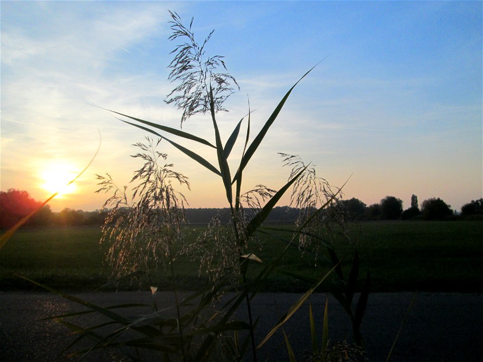 Schilfrohr (Phragmites australis) im Landschaftsschutzgebiet „Hockenheimer Rheinbogen“