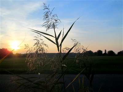 Schilfrohr (Phragmites australis) im Landschaftsschutzgebiet „Hockenheimer Rheinbogen“