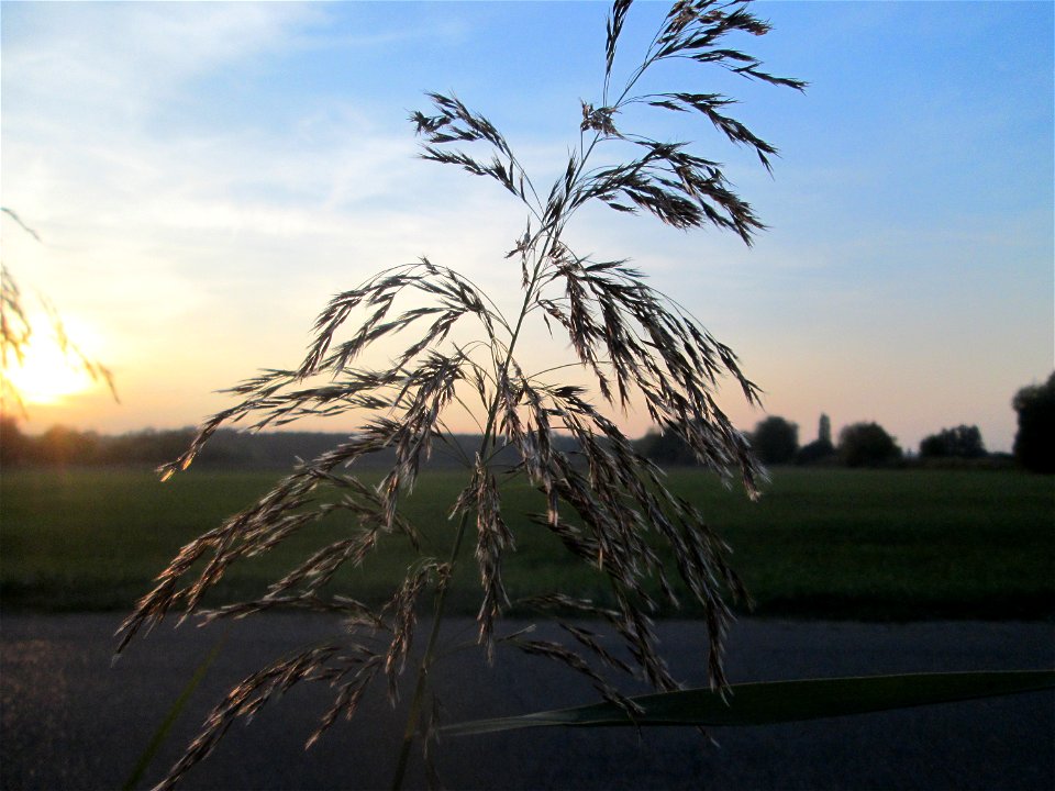 Schilfrohr (Phragmites australis) im Landschaftsschutzgebiet „Hockenheimer Rheinbogen“