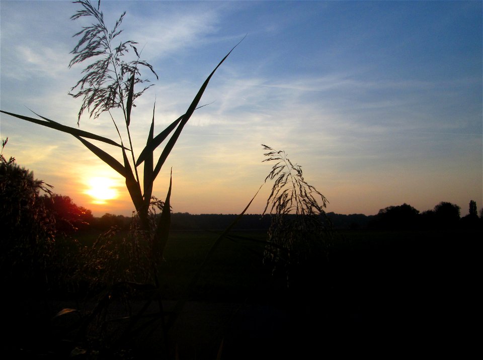 Schilfrohr (Phragmites australis) im Landschaftsschutzgebiet „Hockenheimer Rheinbogen“