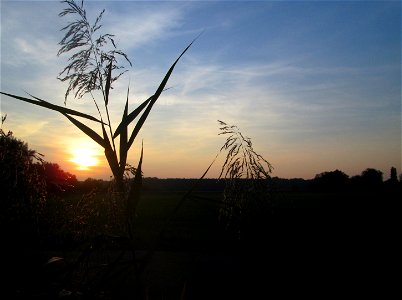 Schilfrohr (Phragmites australis) im Landschaftsschutzgebiet „Hockenheimer Rheinbogen“