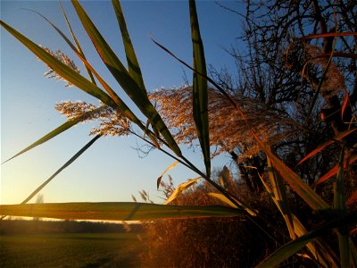 Schilfrohr (Phragmites australis) im Naturschutzgebiet „Bachwiesen/Leopoldswiesen“ im Hockenheimer Rheinbogen
