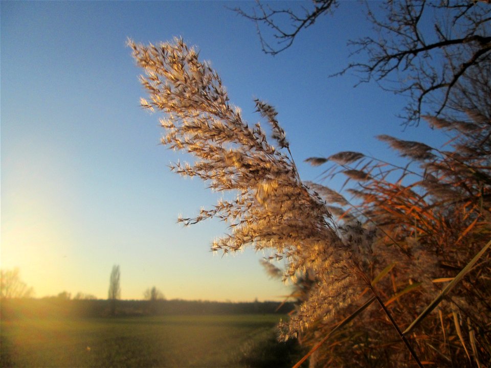 Schilfrohr (Phragmites australis) im Naturschutzgebiet „Bachwiesen/Leopoldswiesen“ im Hockenheimer Rheinbogen