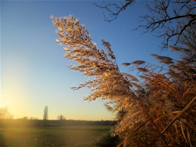 Schilfrohr (Phragmites australis) im Naturschutzgebiet „Bachwiesen/Leopoldswiesen“ im Hockenheimer Rheinbogen