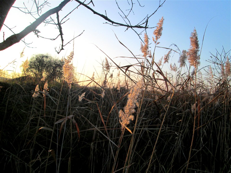 Schilfrohr (Phragmites australis) in den Kisselwiesen bei Reilingen