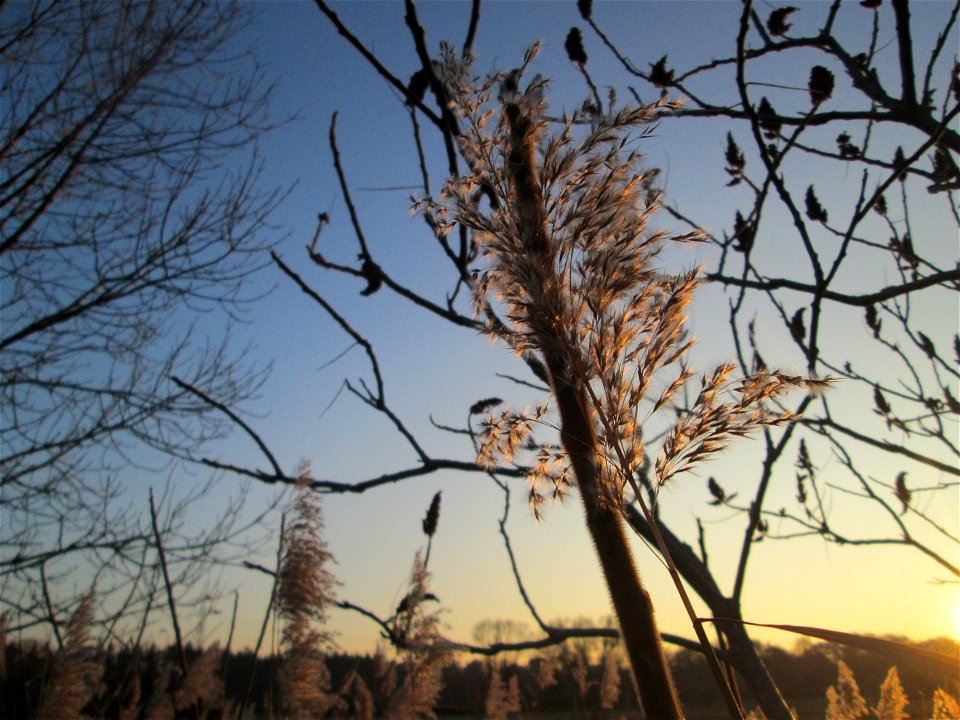 Schilfrohr (Phragmites australis) in den Kisselwiesen bei Reilingen