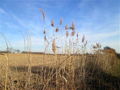 Schilfrohr (Phragmites australis) markiert den ehemaligen Verlauf des Kraichbachs bei Reilingen