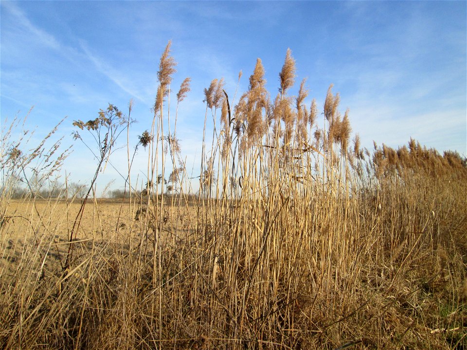 Schilfrohr (Phragmites australis) markiert den ehemaligen Verlauf des Kraichbachs bei Reilingen