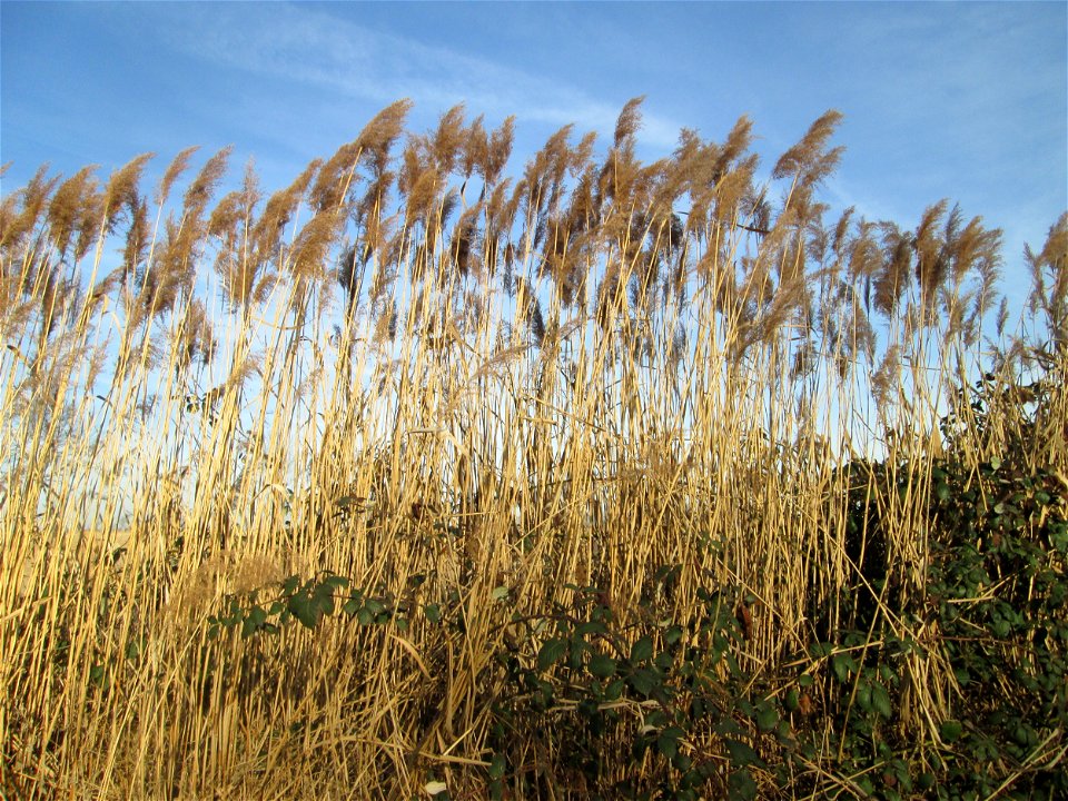 Schilfrohr (Phragmites australis) markiert den ehemaligen Verlauf des Kraichbachs bei Reilingen