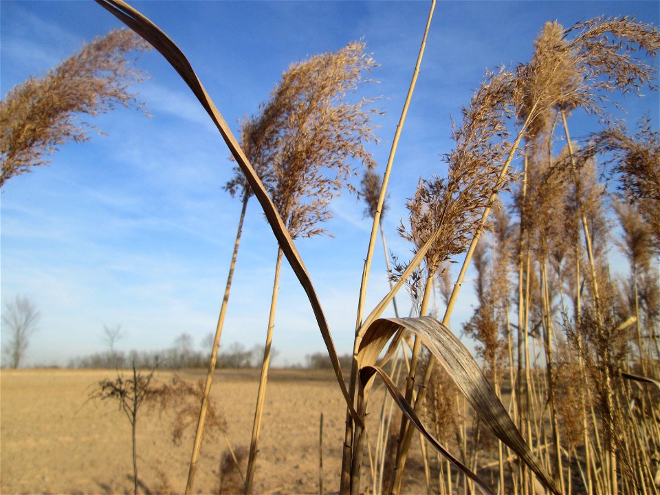 Schilfrohr (Phragmites australis) markiert den ehemaligen Verlauf des Kraichbachs bei Reilingen