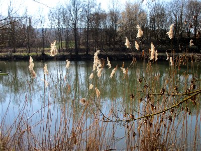 Schilfrohr (Phragmites australis) an der Saar im Naturschutzgebiet „St. Arnualer Wiesen“