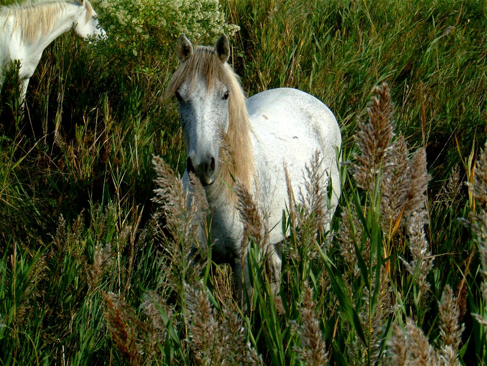 Camargue-Pferde, aufgenommen in der Camargue ca. 5 km landeinwärts von Saintes-Maries-de-la-Mer.